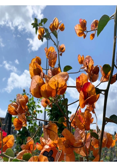 Videolu Kayısı Rengi Begonvil 40 50 Cm 1 Adet Saksılı/ Tüplü Dış Mekan Bitkisi Bougainvillea