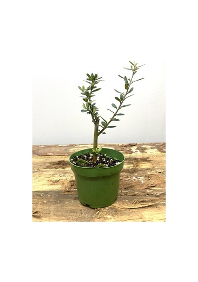Videolu 1 Adet Hediyelik Bonsai Zeytin Fidanı 20-30 Cm Tüplü Çiçekli Bodur Bitkiler Olive Sapling
