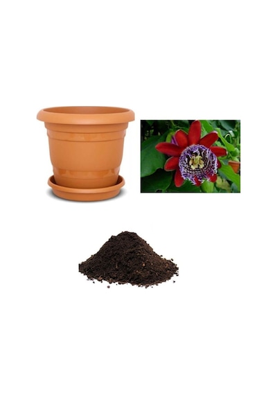 Ithal Pasiflora Quadrangularis Tohumu Ekim Seti