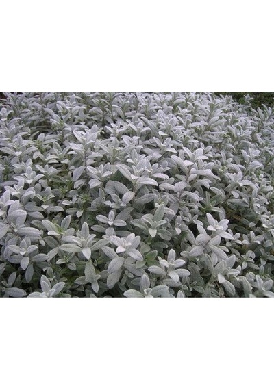 20 Adet Snow In Summer Chickweed Tohumu