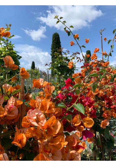 Videolu Turuncu Sarmaşık Begonvil 40 70 Cm 1 Adet Saksılı Çiçekli Bitki Bougainvillea