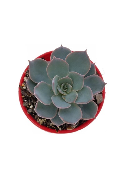 Echeveria Morning Beauty - 20 Adet Sukulent