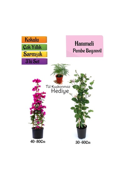 Pembe Begonvil+kokulu Hanıme Çiçeği+tül Kuşkonmaz 3'lü Peyzaj Seti