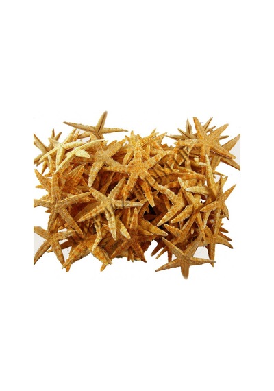Deniz Yıldızı Natural 3 Cm - 4.5 Cm 100 Adet