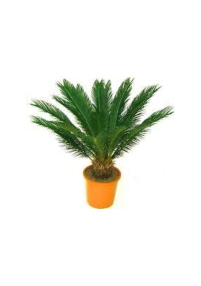 1 Adet Tohum Nadir Bulunan Skas Palmiye Ağacı Tohumu Sikas Ağacı Tohumu Cycas Japon Palmiye Ağacı