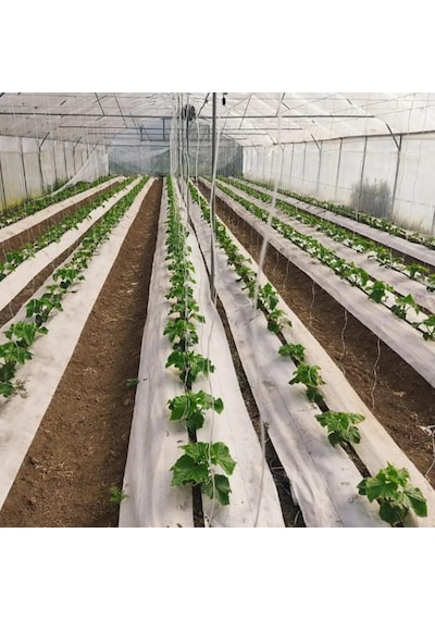 1,5x10 M Beyaz Sulzer Kumaş Sera Taban Örtüsü Jüt Blueberry Peyzaj Uygulama Örtüsü Mulch Naylonu Çilek Malç