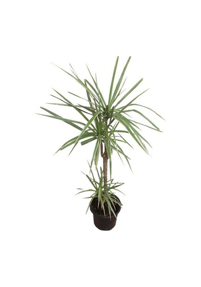 Dracena Marginata Bicolor (2 Kök 100 Cm Uzunluğunda)