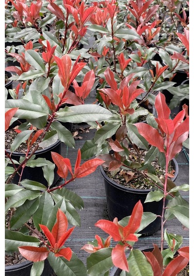 Alev Çalısı 10 Adet - Photinia Red Robin Canlı Dış Mekan Bitkisi