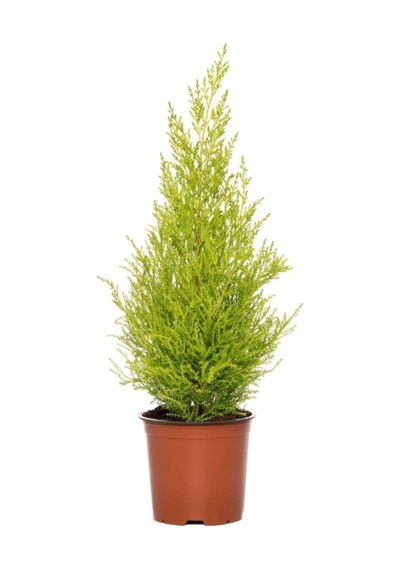 Limoni Servi 30-50 Cm