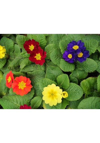 Videolu Çuha Marul Çiçeği Saksıda Karışık Renk 1 Adet 10-20 Cm Çiçekli Bodur Bitki Primula
