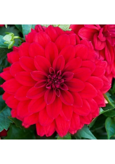 Dahlia Çiçeği Tohumu Çiçek Tohumu 10 Adet Tohum + Tohum
