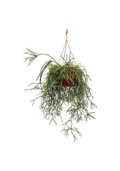 Askılı Saksıda Spagetti Kaktüsü – Rhipsalis Pilocarpa