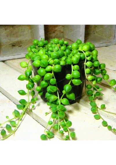 Serada Decor Plant Askılı Tesbih Çiçeği