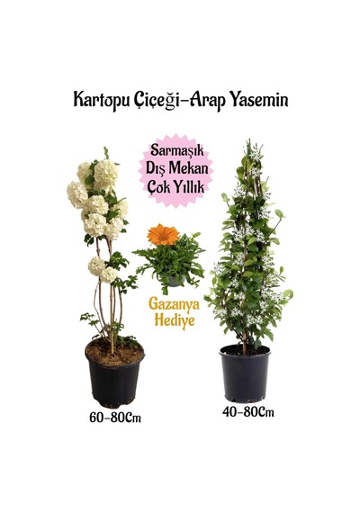 Kartopu Çiçeği 1 Adet +arap Yasemini 1 Adet+turuncu Gazanya Saksılı Bahçe Seti