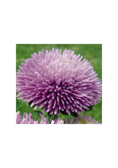 Lavanta Renkli Aster Kasımpatı Tohumu - 20 Tohum