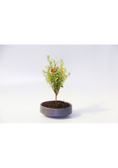 Bonsai Punica Süs Narı - Grey Serisi  6142