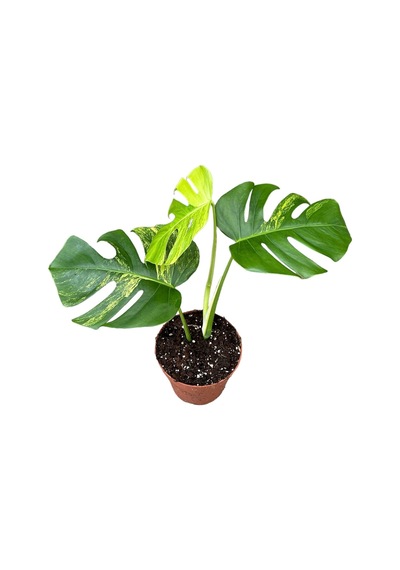 Monstera Deliciosa 'Aurea' (Deve Tabanı) Ø17 CM Y40-45 CM