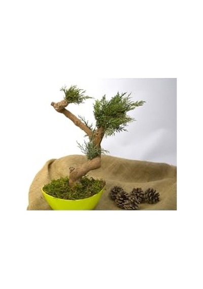 Yapay Bonsai Ağacı, 35 Cm, Saksıda, Yeşil, Dekoratif İç Mekan Bitkisi