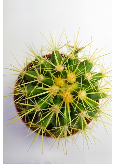 Echinocactus Grusonii Altın Fıçı 8.5 Cm Kırmızı Saksıda