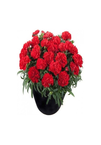 Kırmızı Karanfil 30 50 Cm 4 Adet Saksılı Iç/ Dış Mekan Bitkisi Dianthus Caryophyllus