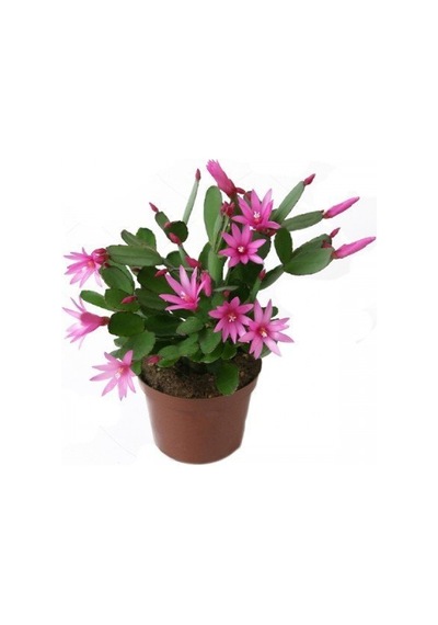 Yılbaşı Çiçeği zygocactus  Saksıda