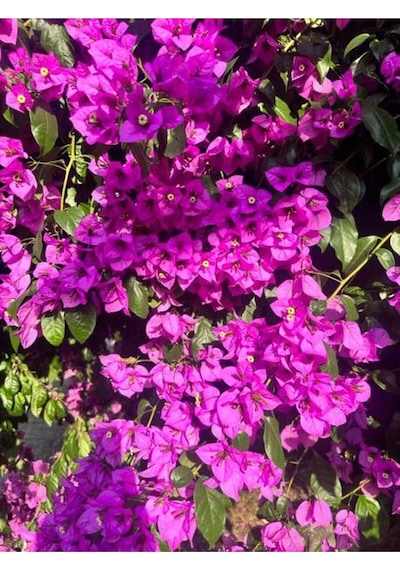 Mor Bodur Begonvil 25-35 Cm Saksılı Çiçekli Bodur Bitkiler Purple Bougainvillea