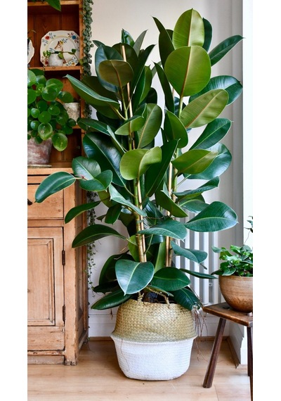Kauçuk Bitkisi Ficus Elastica 2 Adet 2131