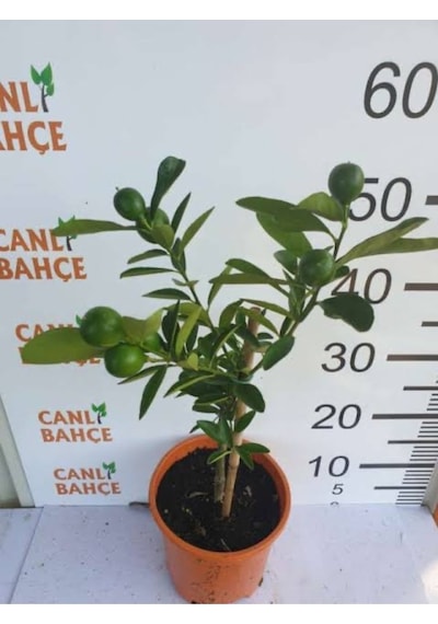 65 Cm Bodur Yediveren Limon Ağacı Fidanı,