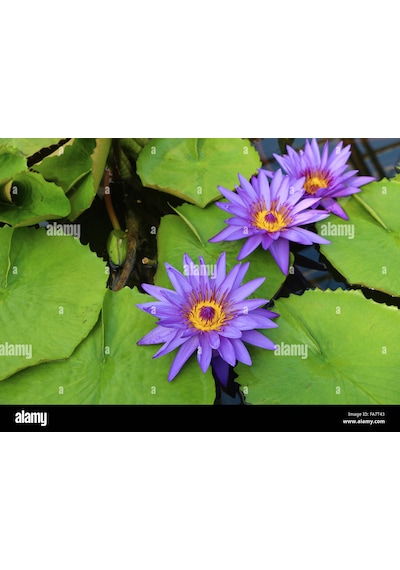 5 Adet Tohum Mor Lotus Su Çiçeği Tohumu Kaliteli Nilüfer Çiçek