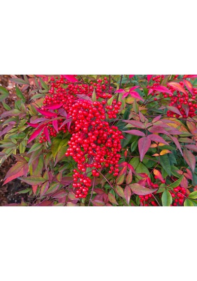 Cennet Bambusu Bitkisi Nandina Domestica 25-30 Cm Saksıda