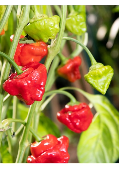 Jamaican Hot Red Pepper / 300.000 Scoville - Gerçek Taze Acı Biber
