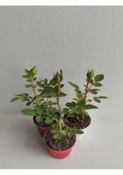 3' Lü Mini Gül Fidesi Karışık Renk 15-20cm Saksılı Mix Rose