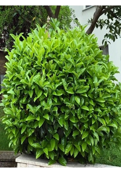 Videolu Çit Kartopu Bitkisi Fidanı 1 Adet 30-50cm Saksılı\tüplü Viburnum Lucidium