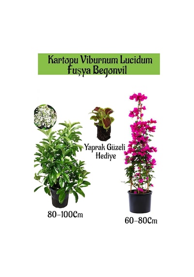 Kartopu Viburnum 1 Adet+fuşya Begonvil 1 Adet+yaprak Güzeli Hediye Bahçe Bitkisi