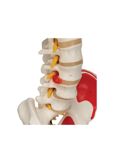 Iskelet Modeli. Kasları Ve Ligamentleri Gösteren 180 Cm