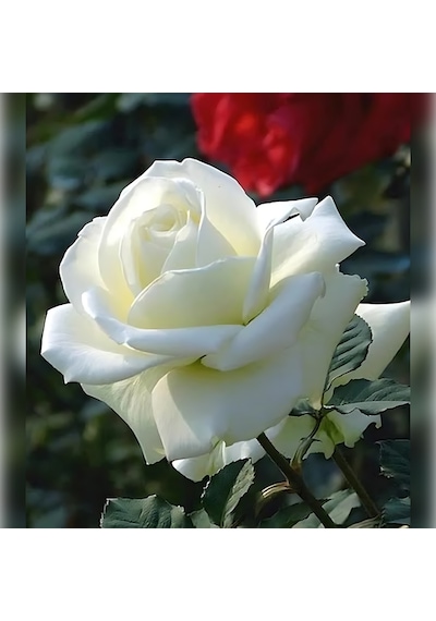 Beyaz Gül 40-70 Cm Tüplü