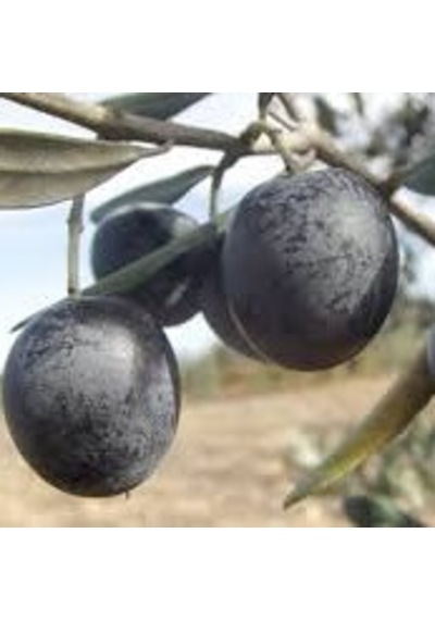 Bursatarım Gemlik Zeytin Fidanı tüplü/saksılı