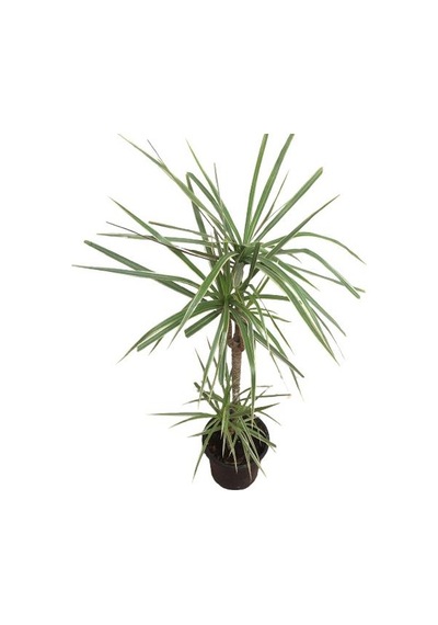 Dracena Marginata Bicolor (2 Kök 100 Cm Uzunluğunda)