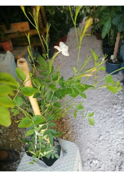 Kokulu Yasemin Çiçeği Beyaz Renkli 50 80 Cm 1 Adet Dış Mekan Bitkisi Jasminum