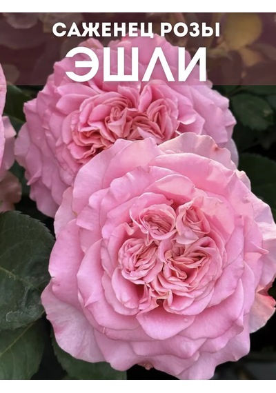 Dream Roses Ashley Gülü Fidanı 146361428