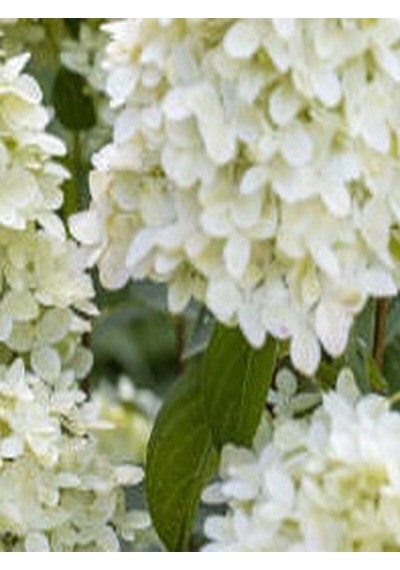 Videolu 2 Adet Kırmızı/beyaz Çiçekli Ortanca Fidan 10-15 Cm Tüplü Çiçekli Bodur Red/white Hydrangea