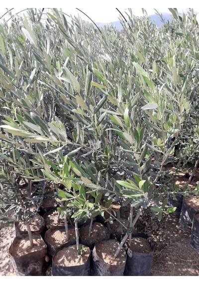 Gemlik - Trilye Zeytin Fidanı Tüplü Ve Aşılı 3 Yaş 3 Adet
