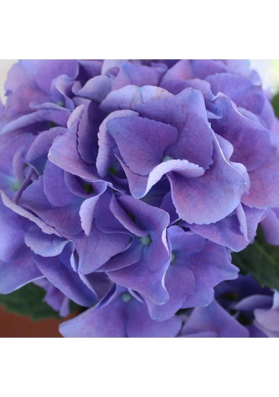 Videolu 1 Adet Ithal Mavi Çiçekli Ortanca Çiçeği 30-50 Cm Saksılı Çiçekli Bodur Bitkiler Hydrangea