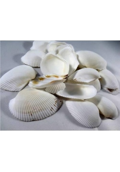 %100 NATUREL DOĞAL GERÇEK DENİZ KABUĞU 500 Gram -MMM4767