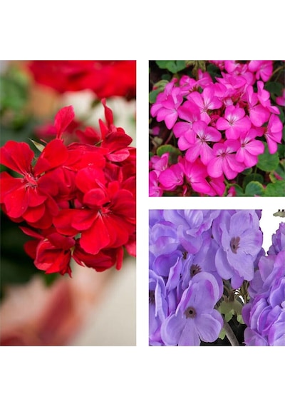 Videolu Karışık Renk 3 Adet Sardunya Çiçeği Fidanı 30-60cm Saksılı Geranium
