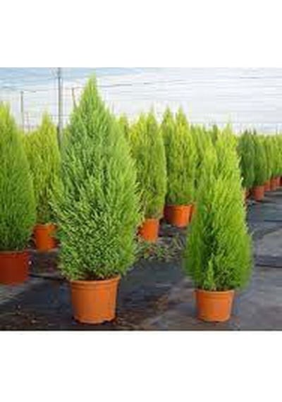 Videolu Çok Beğenilen Limoni Salon Çamı 30-60 Cm Tüplü Dış Mekan Ağaçları Norfolk Island Pine