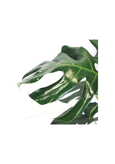Monstera Yosun Gövdeli 2 Adet Deve Tabanı 80-100 Cm 2452