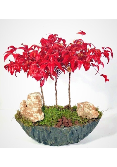 Nadir Ithal Bodur Cennet Bonzai Ağacı Tohumu 5 Tohum Bonsai Tohumu