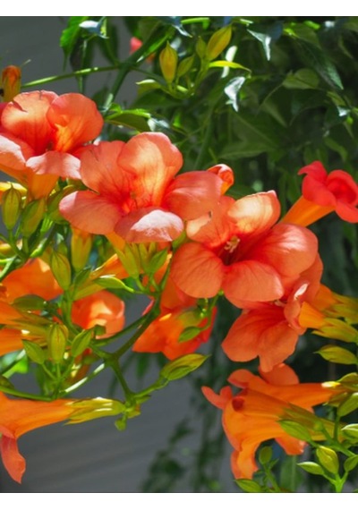 Campsis Radicans Turuncu Borazan Çiçeği 1 Adet 50-70cm Bol Çiçekli Acem Borusu
