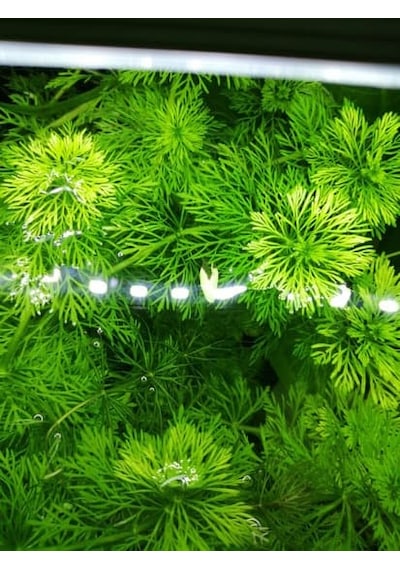 Limpnophila Sessiliflora Kusursuz Akvaryum Bitkisi Canlı Bitki 5 Dal